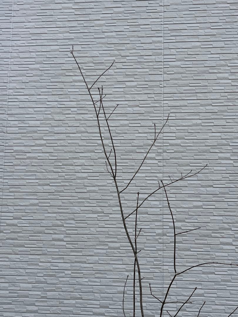 山採り天然　アオダモ　3本株立ち　81