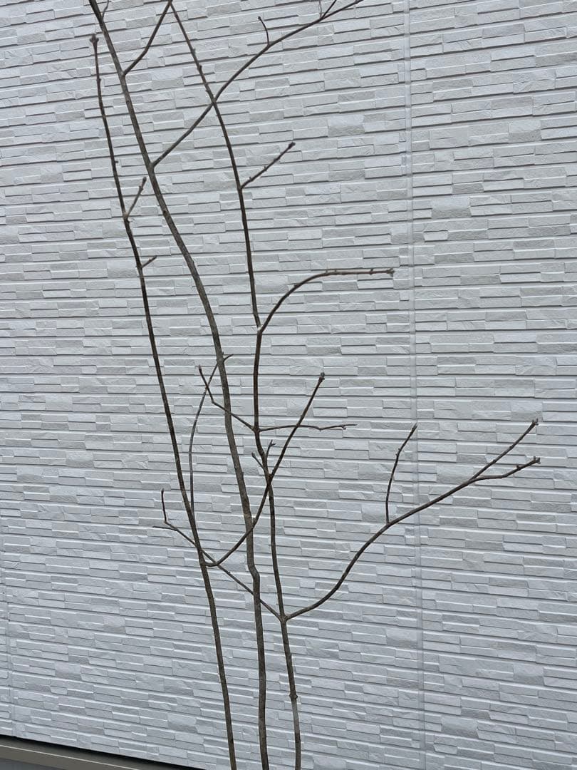 山採り天然　アオダモ　3本株立ち　81