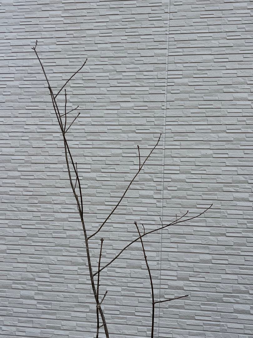 山採り天然　アオダモ　3本株立ち　81