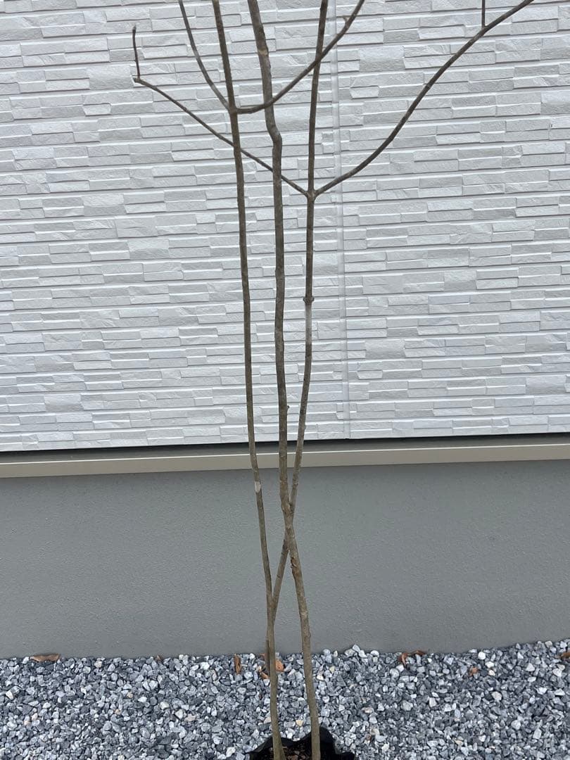 山採り天然　アオダモ　3本株立ち　81