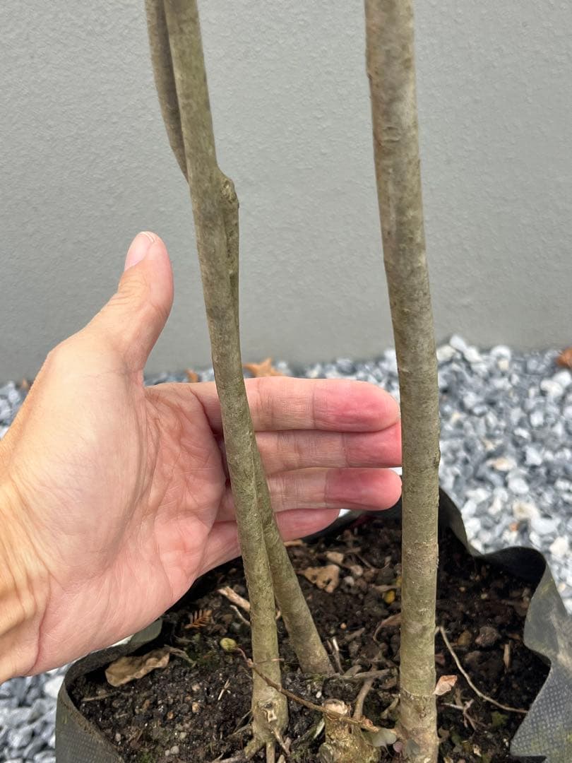 山採り天然　アオダモ　3本株立ち　81