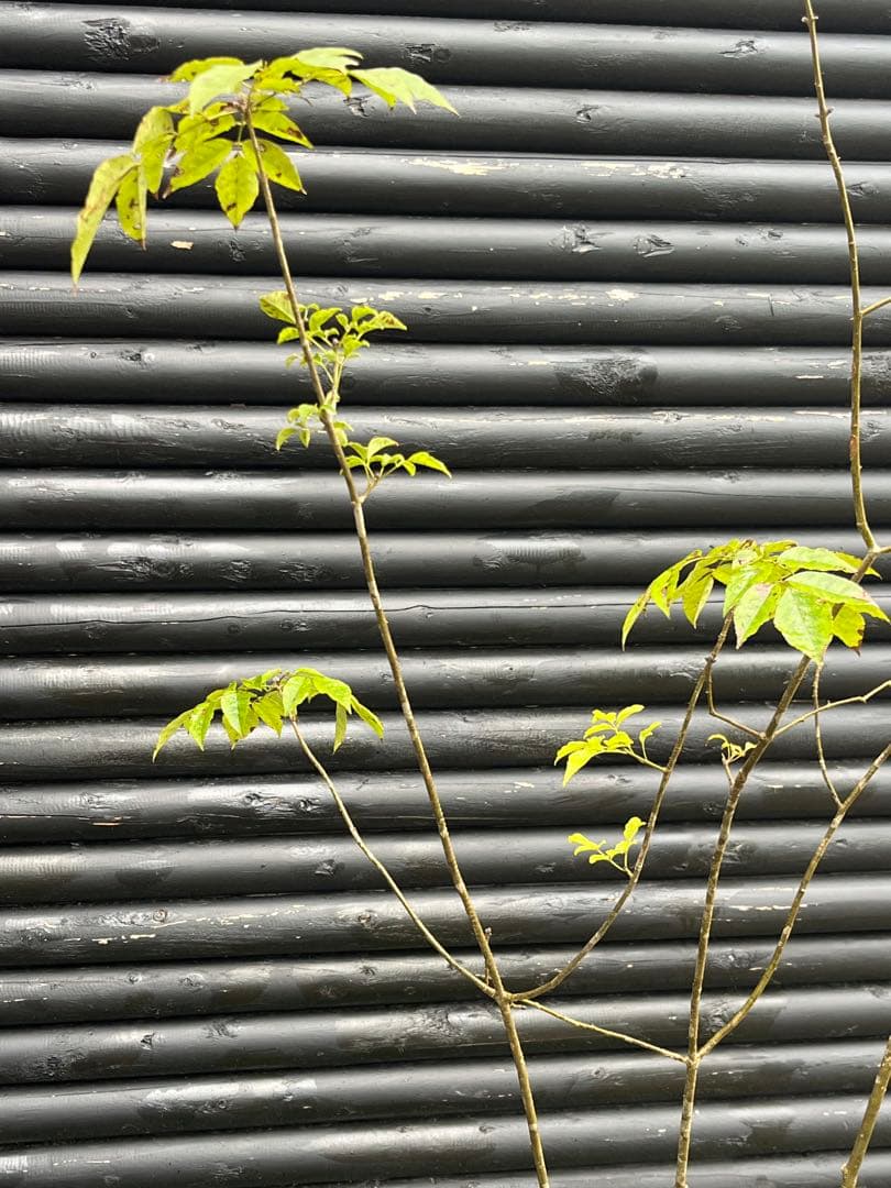 山採り天然　アオダモ　3本株立ち　81