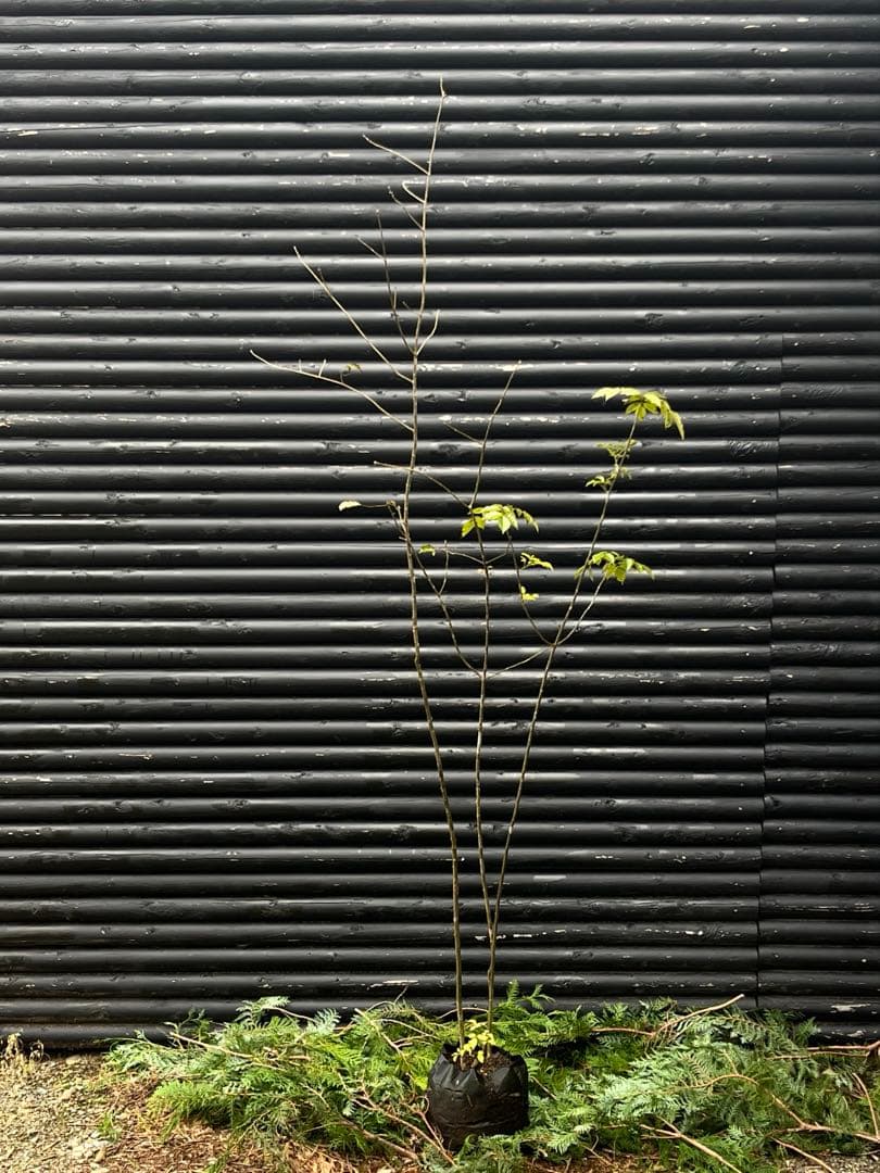 山採り天然　アオダモ　3本株立ち　81