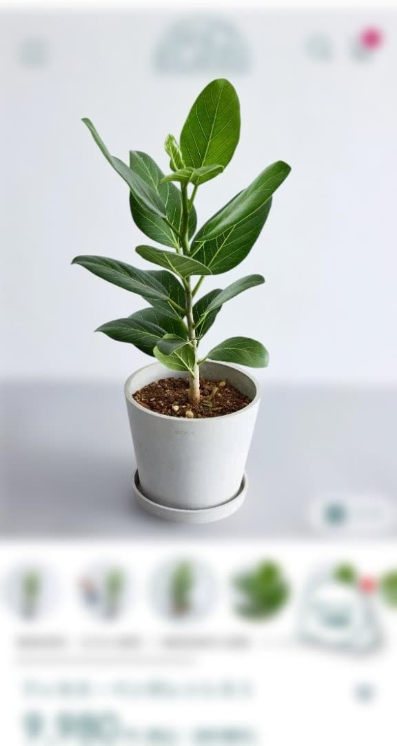 フィカス 約60cm　鉢付き