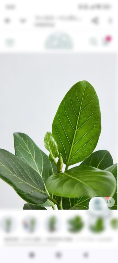 フィカス 約60cm　鉢付き