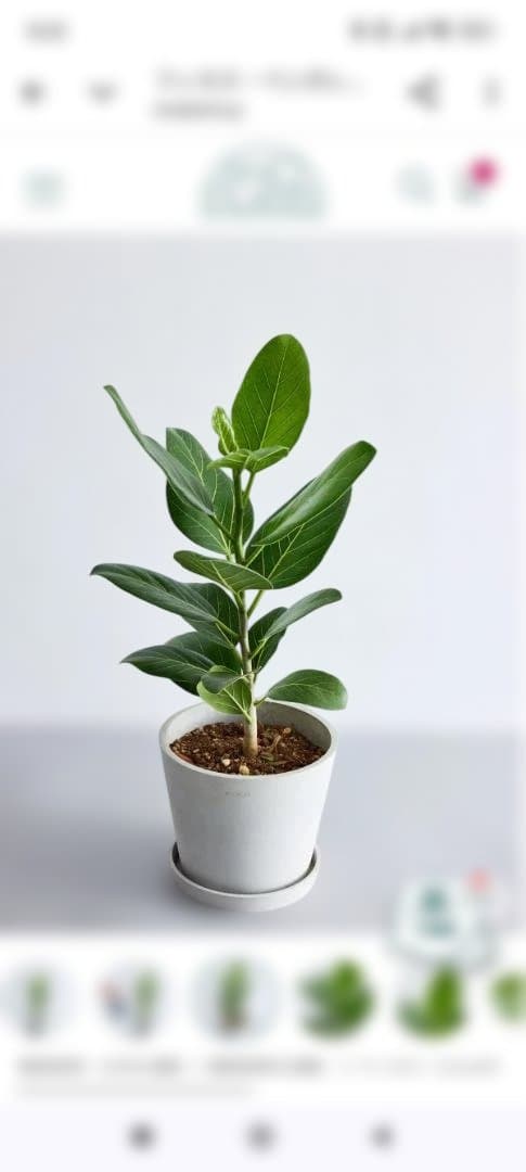 フィカス 約60cm　鉢付き