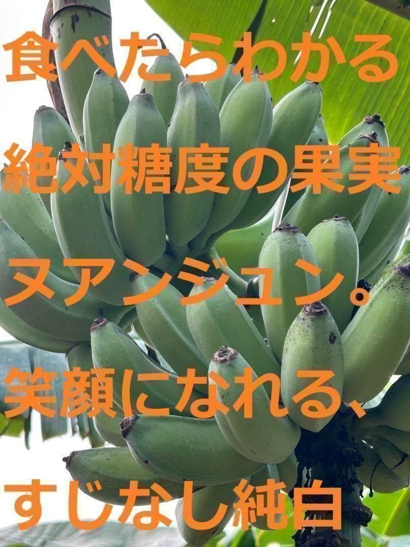 TV紹介糖度モンスター◆140cm巨苗◆ドワーフ・ヌアンジュンバナナ◆耐寒。低木