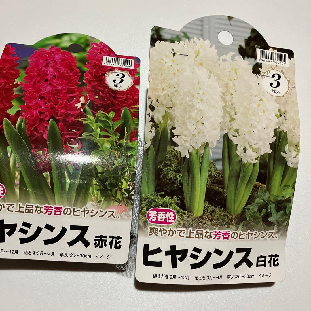 ヒヤシンス球根【16球】