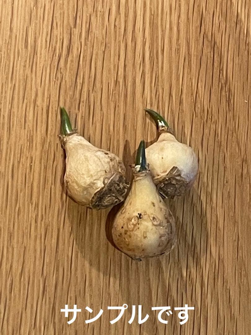 【球根】冷蔵処理済　ムスカリ　ピンクサンライズ　3球　芽出し球根