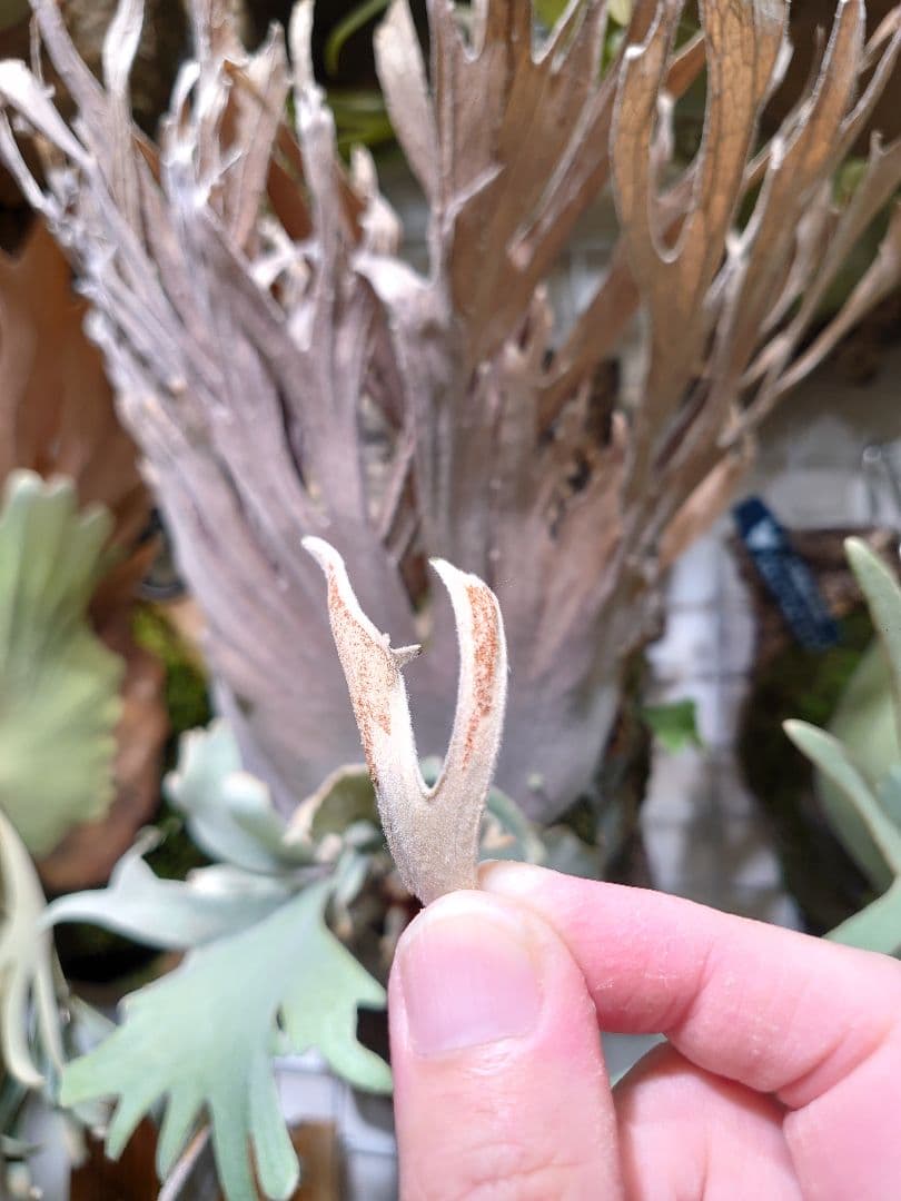 ▼胞子▲ P.veitchii 'Pedro' Tatsuta ビカクシダ