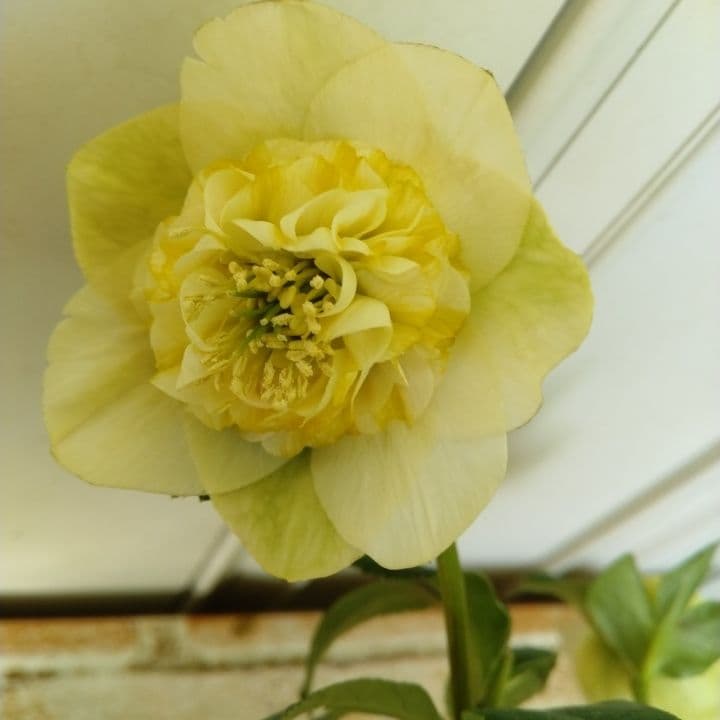 加藤農園モーリー 黄色 花開花株。No19