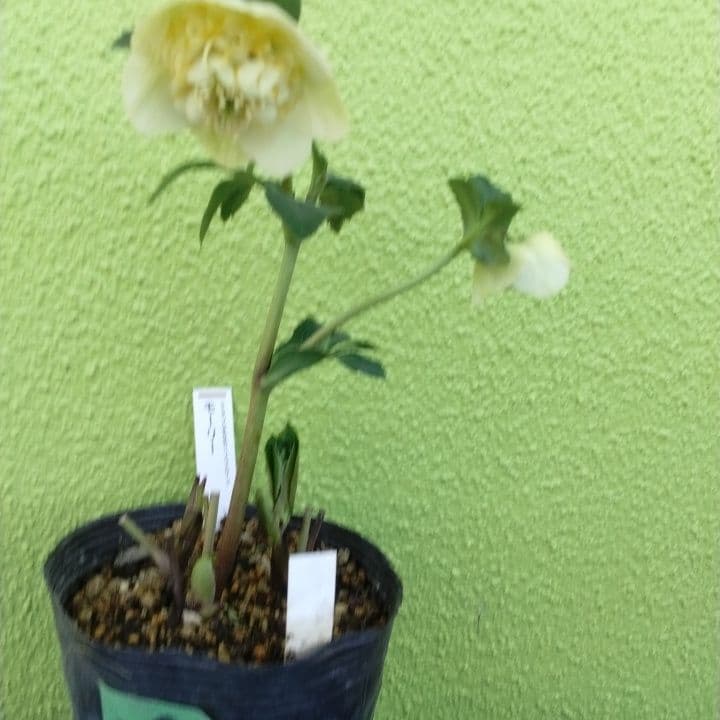 加藤農園モーリー 黄色 花開花株。No19