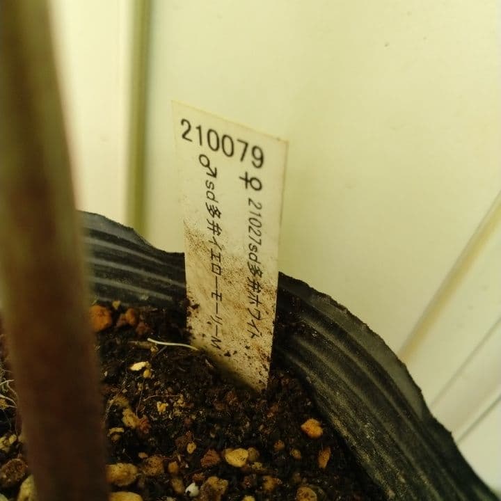 加藤農園モーリー 黄色 花開花株。No19