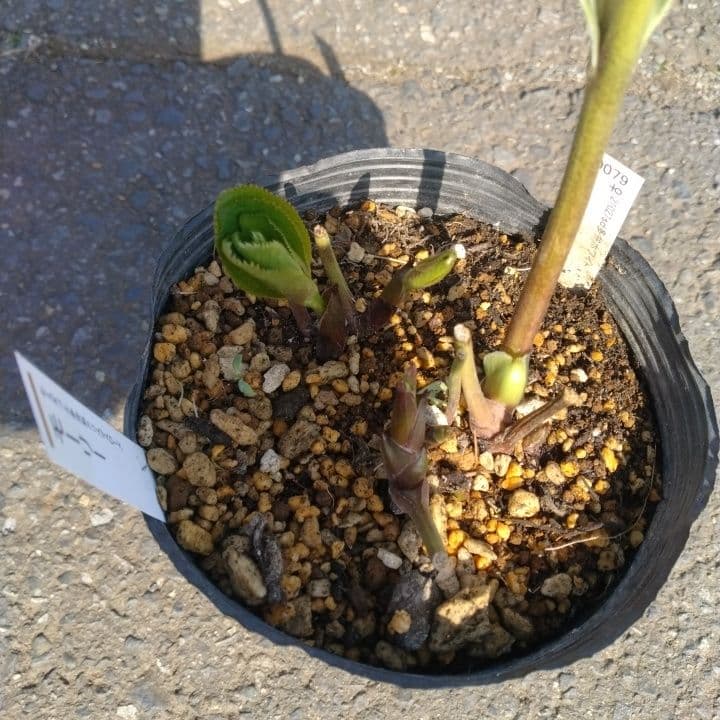 加藤農園モーリー 黄色 花開花株。No19