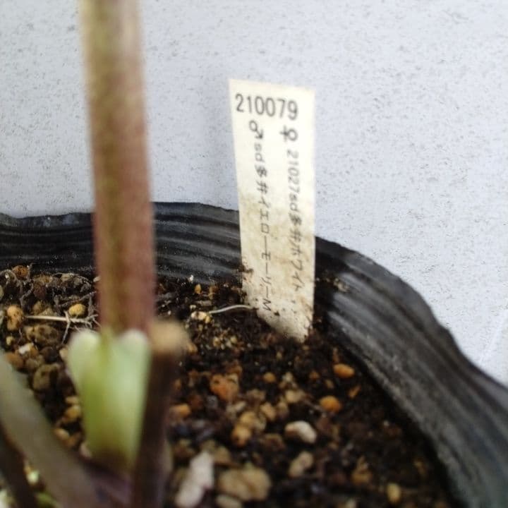 加藤農園モーリー 黄色 花開花株。No19