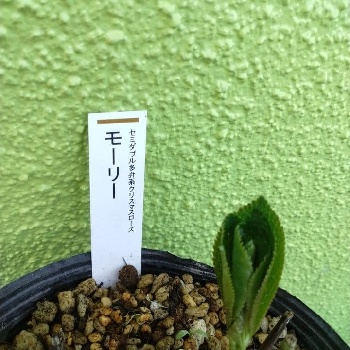 加藤農園モーリー 黄色 花開花株。No19