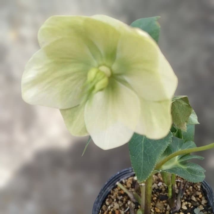 加藤農園モーリー 黄色 花開花株。No19