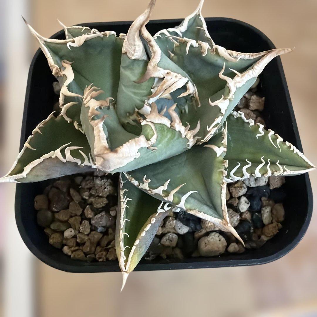 CJ Special アガベ