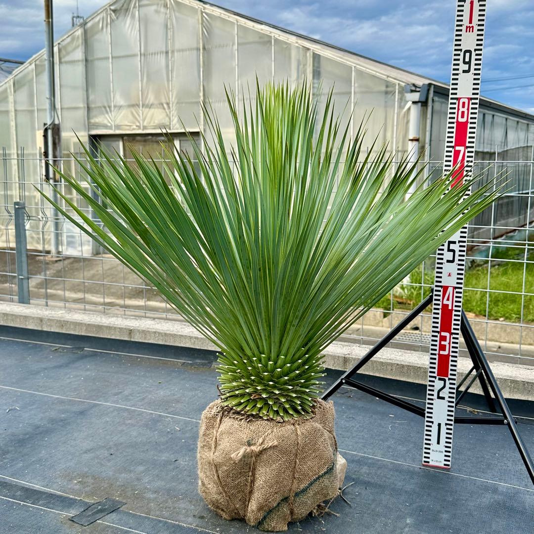 ユッカ ロストラータ（樹高:約80cm）oct61