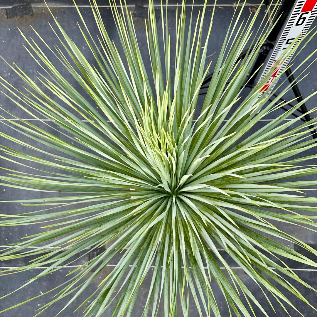 ユッカ ロストラータ（樹高:約80cm）oct61