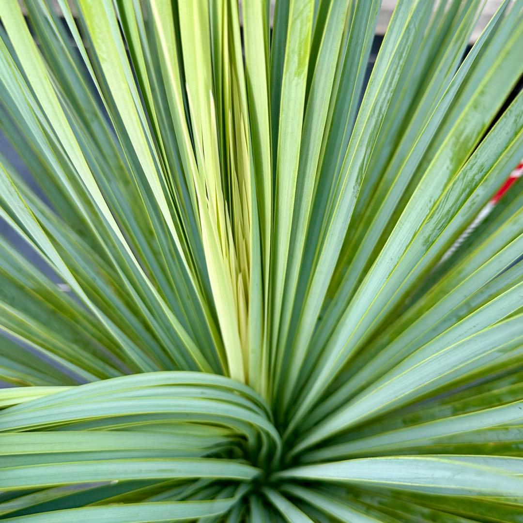 ユッカ ロストラータ（樹高:約80cm）oct61