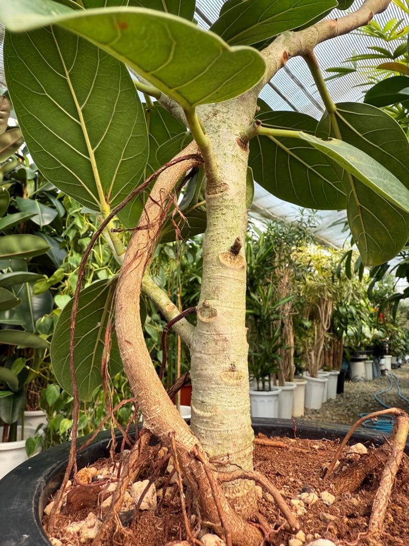 【特級品】フィカス ベンガレンシス 曲がり 幹太 8号鉢 ゴムの木 鉢付き