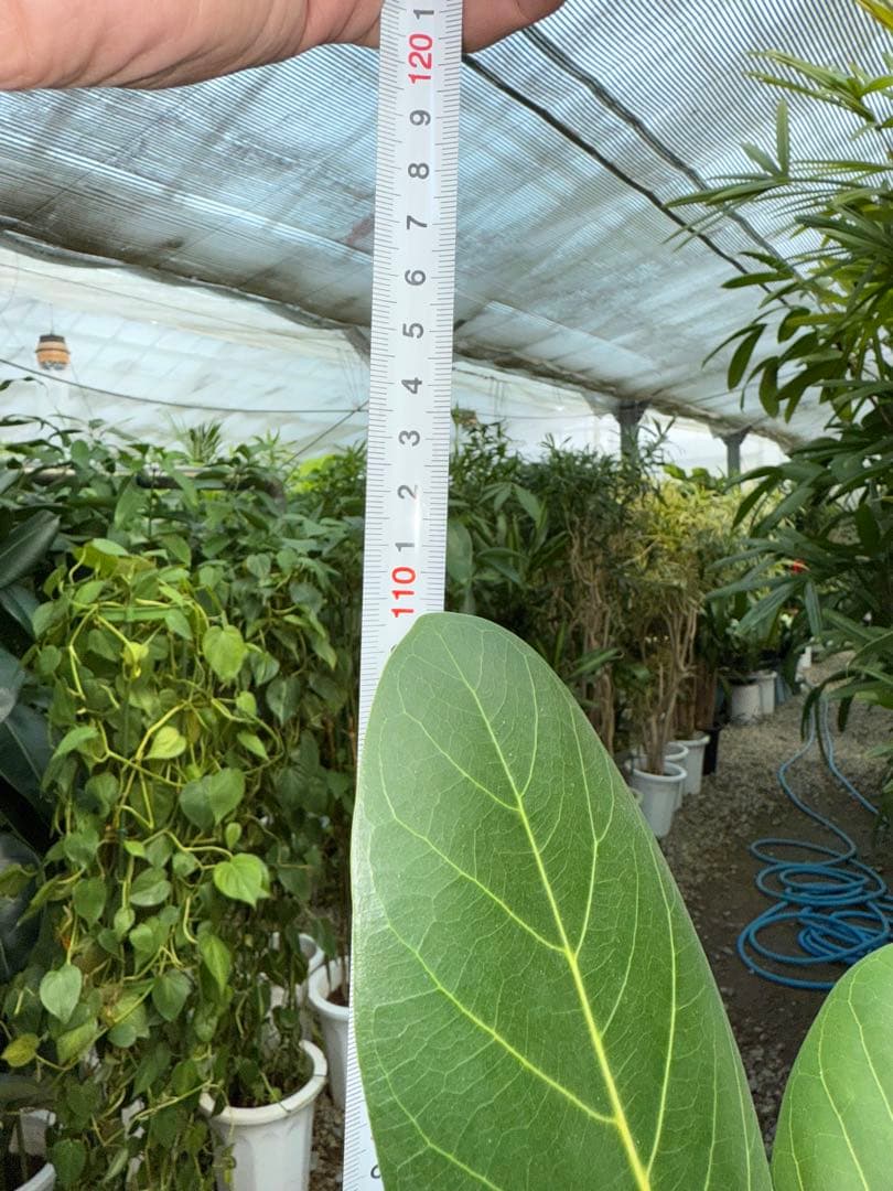 【特級品】フィカス ベンガレンシス 曲がり 幹太 8号鉢 ゴムの木 鉢付き