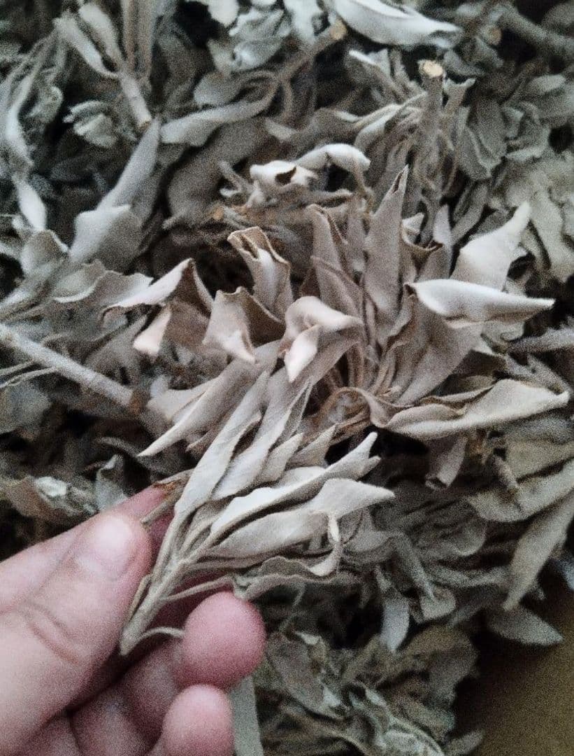 業務用価額☆無農薬ホワイトセージ枝付きクラスター1KGお香浄化☆お得長く使えます