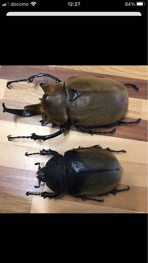 【HiЯ∅】エレファスゾウカブト♂♀ペア　標本