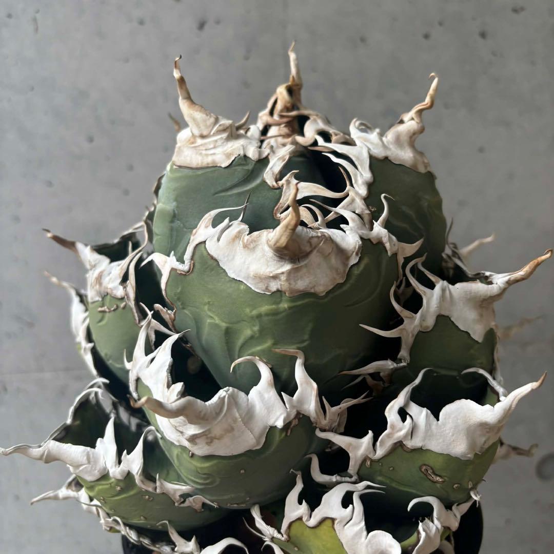 チタノタ　悪魔/バケモノ系　親株