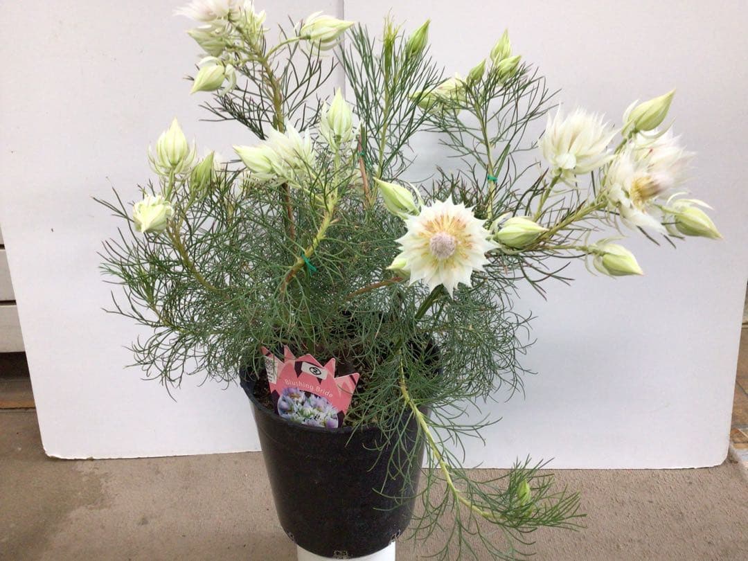 ② 幹が太くしっかり根が張ってる特選品‼︎ セルリア・ブラッシングブライト