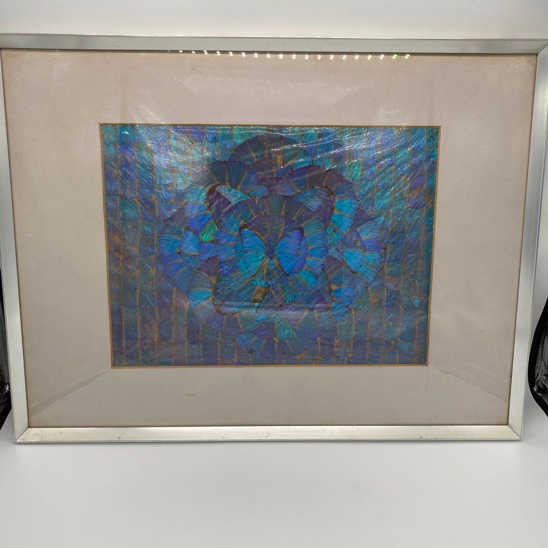 【レア】　モルフォ蝶　標本　アート 美術　芸術　昆虫　チョウ