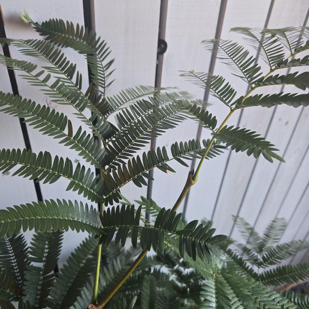 ⑤　エバーフレッシュ　8号　特大苗木最高等級　極太‼️