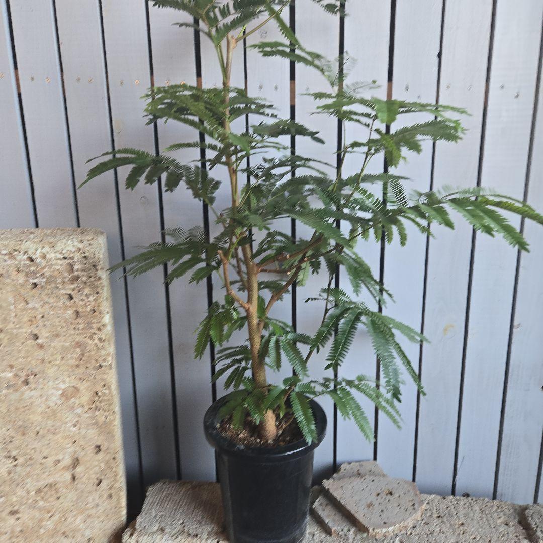 ⑤　エバーフレッシュ　8号　特大苗木最高等級　極太‼️