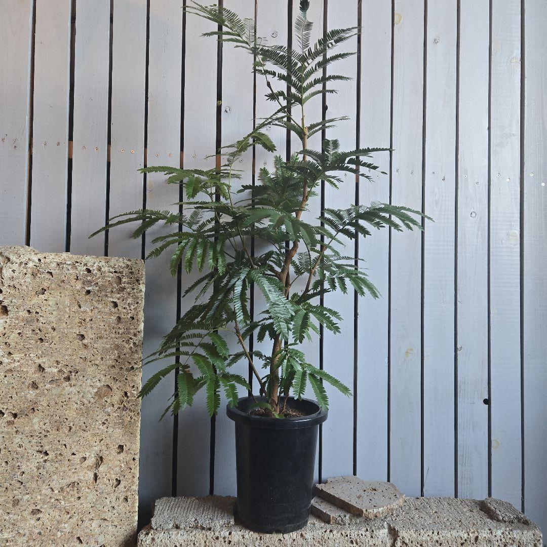 ⑤　エバーフレッシュ　8号　特大苗木最高等級　極太‼️