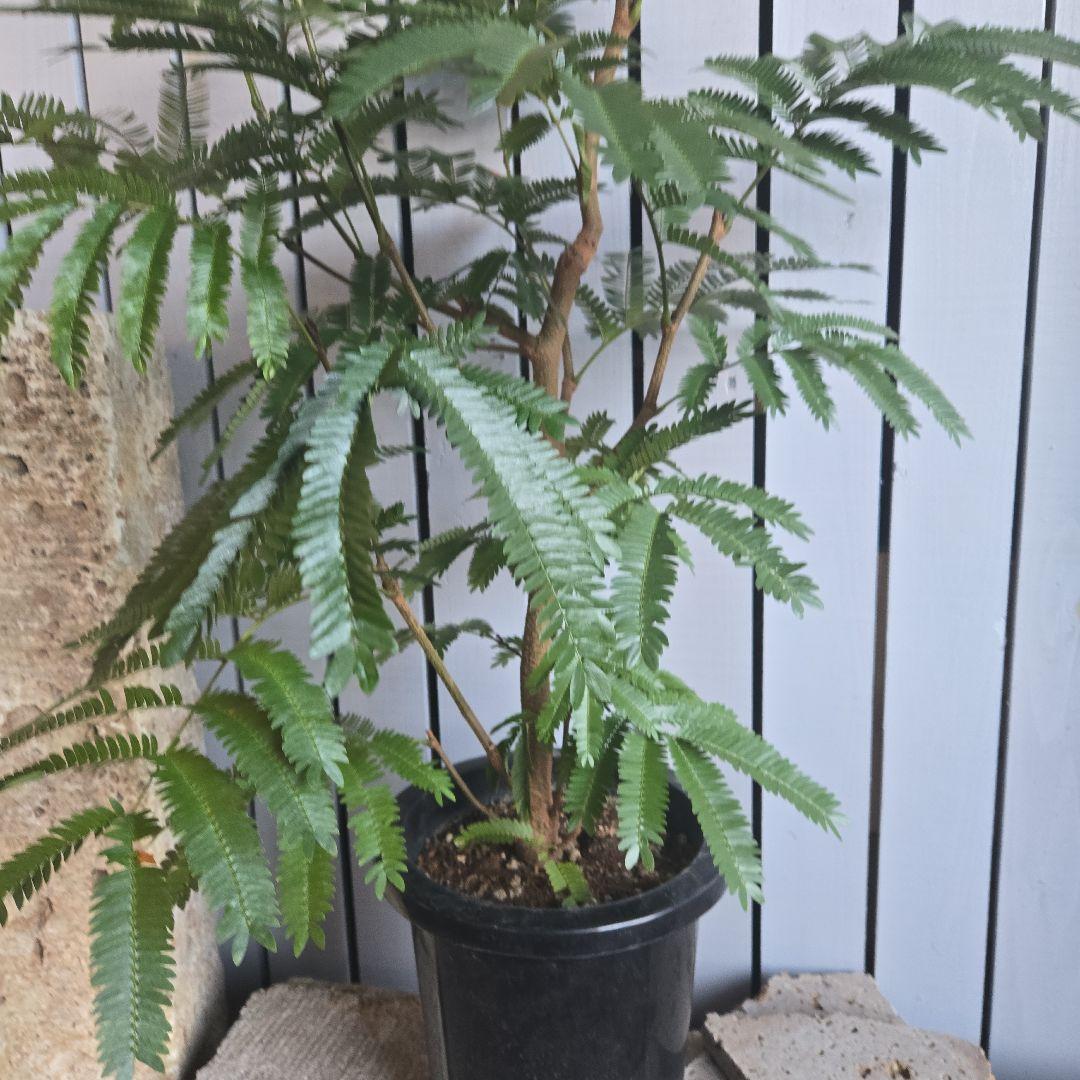 ⑤　エバーフレッシュ　8号　特大苗木最高等級　極太‼️