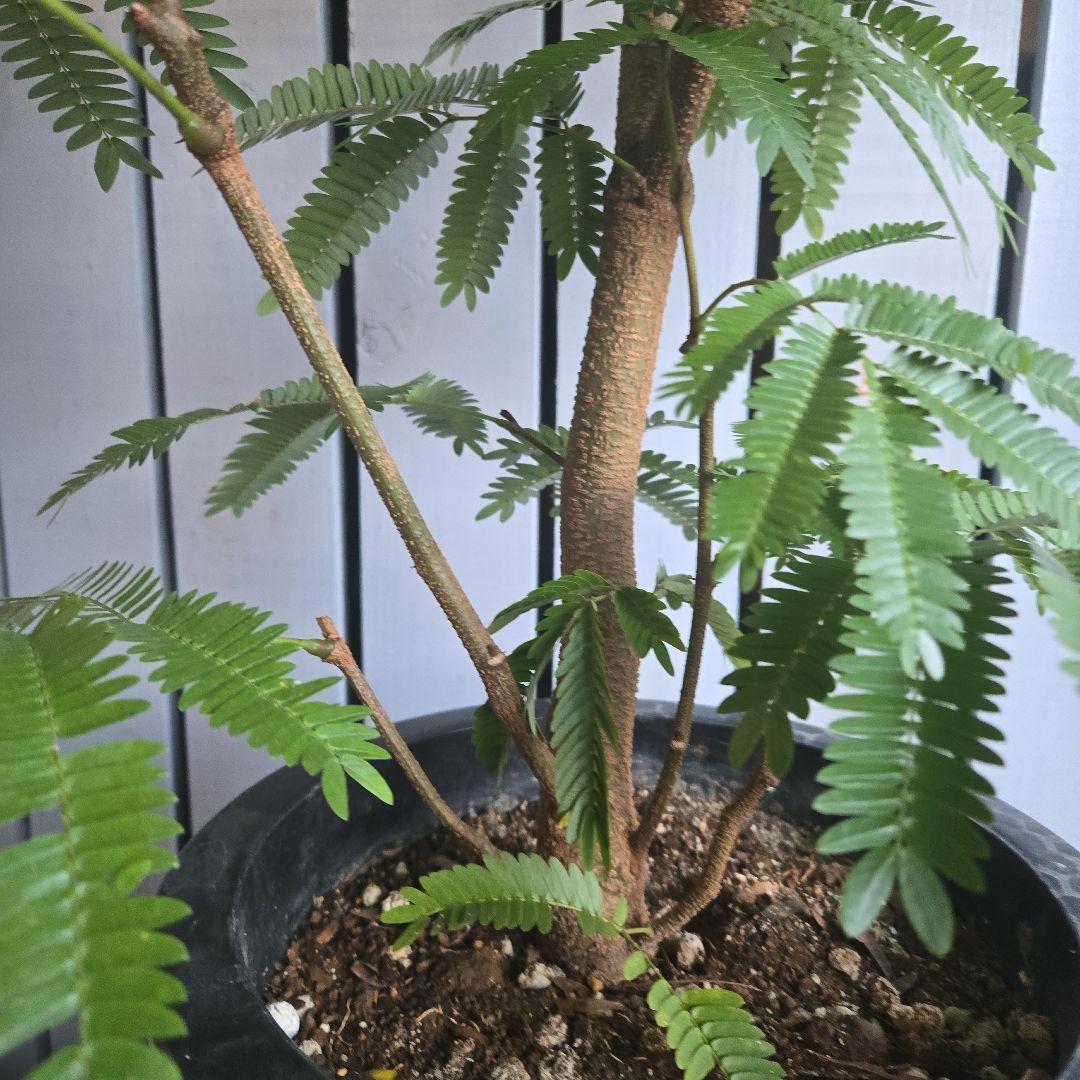 ⑤　エバーフレッシュ　8号　特大苗木最高等級　極太‼️