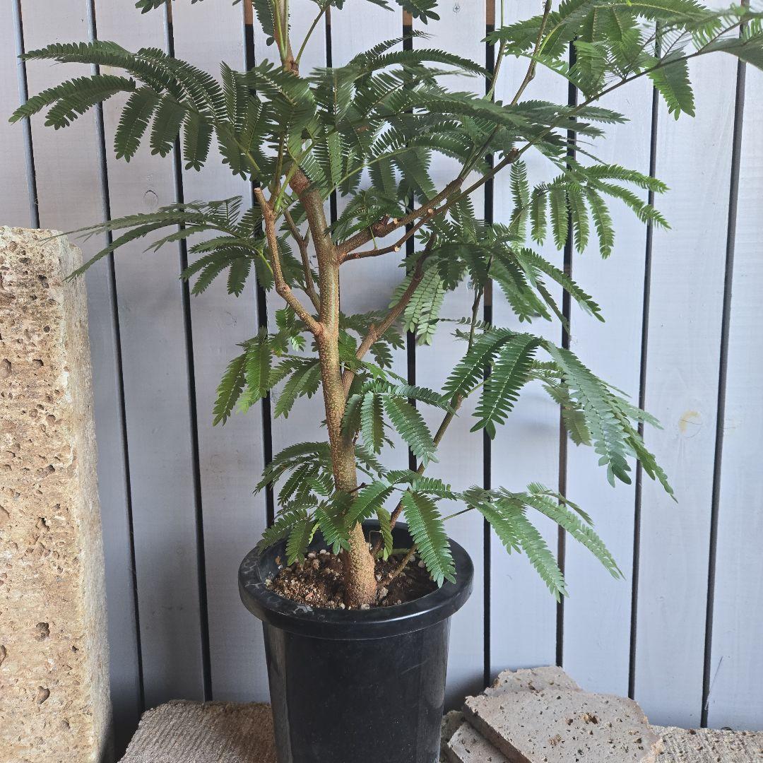 ⑤　エバーフレッシュ　8号　特大苗木最高等級　極太‼️