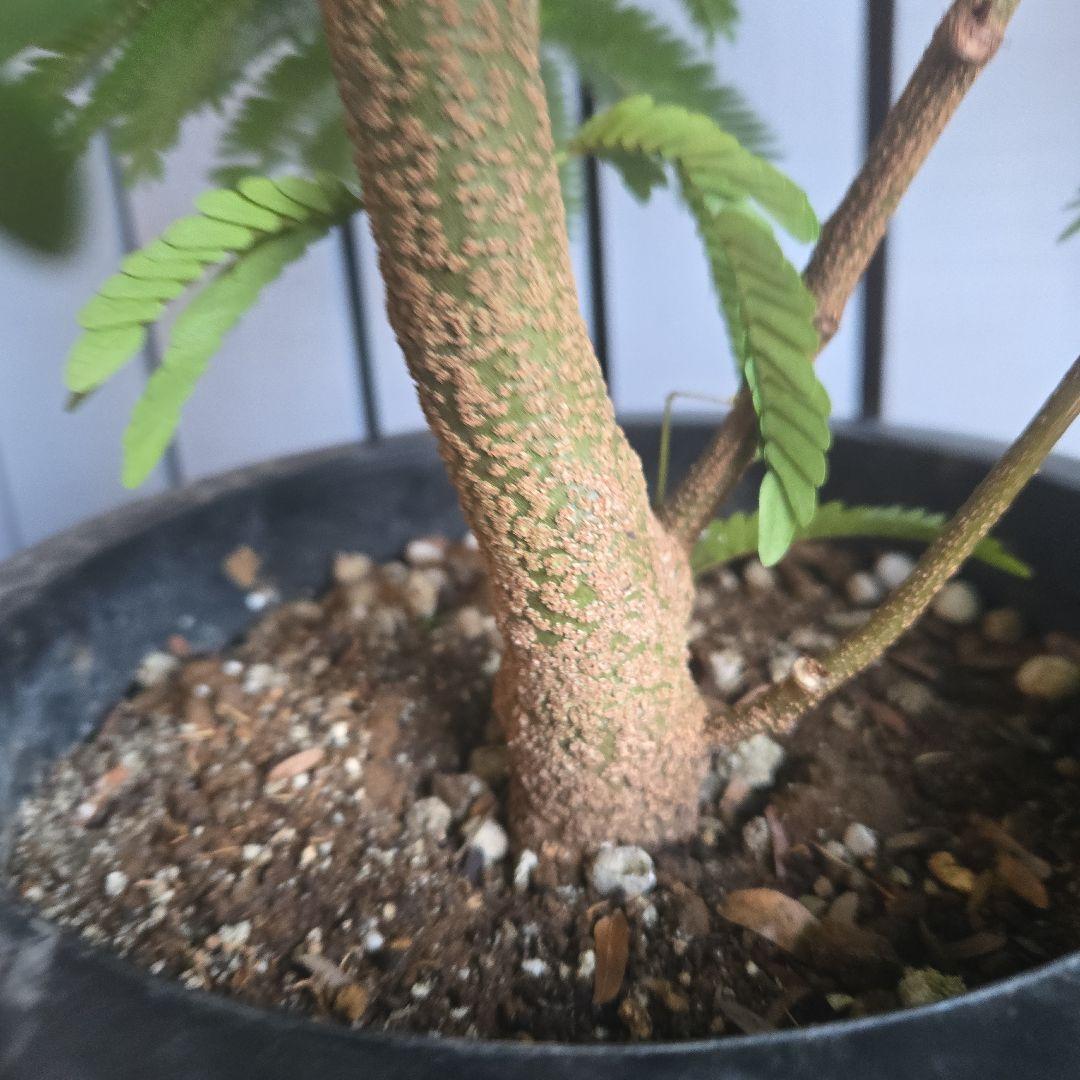 ⑤　エバーフレッシュ　8号　特大苗木最高等級　極太‼️