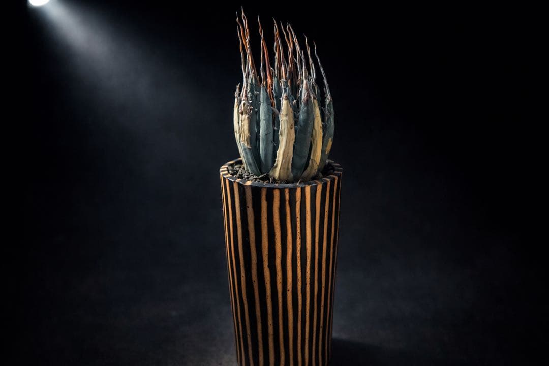 エボリスピナ【発根済】【現地球】【ramat鉢】