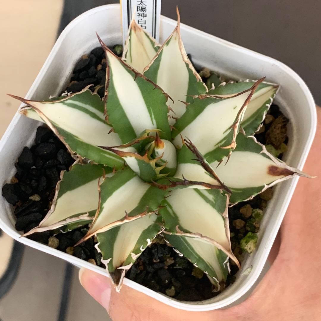 アガベ チタノタ 太陽神白中斑 大株