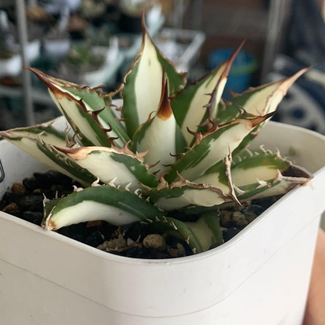 アガベ チタノタ 太陽神白中斑 大株