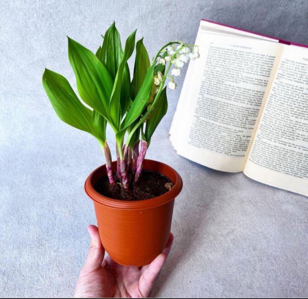 矮性ミモザ テレサ♡⃛希少 鉢植えで育てれる 蕾付き 小型ミモザ ミモザアカシア