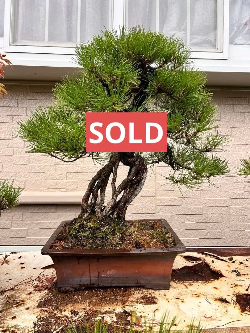 根上がり　黒松　希少　盆栽