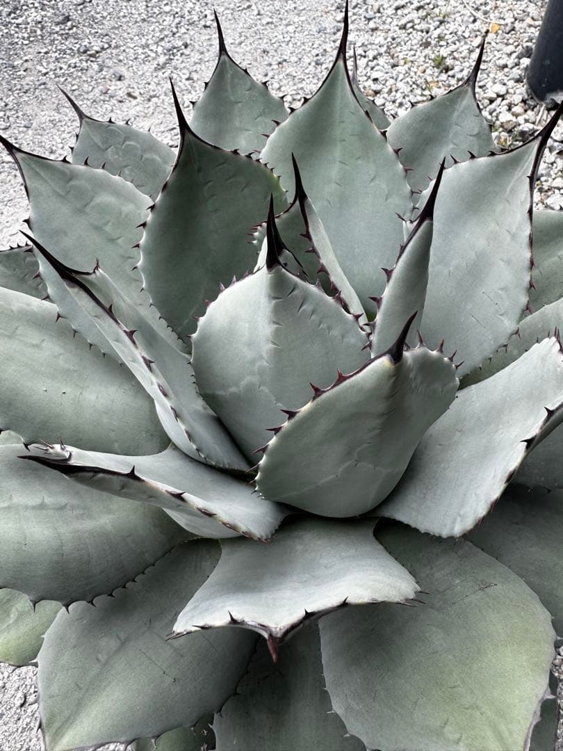 アガベ　パリー　吉祥天