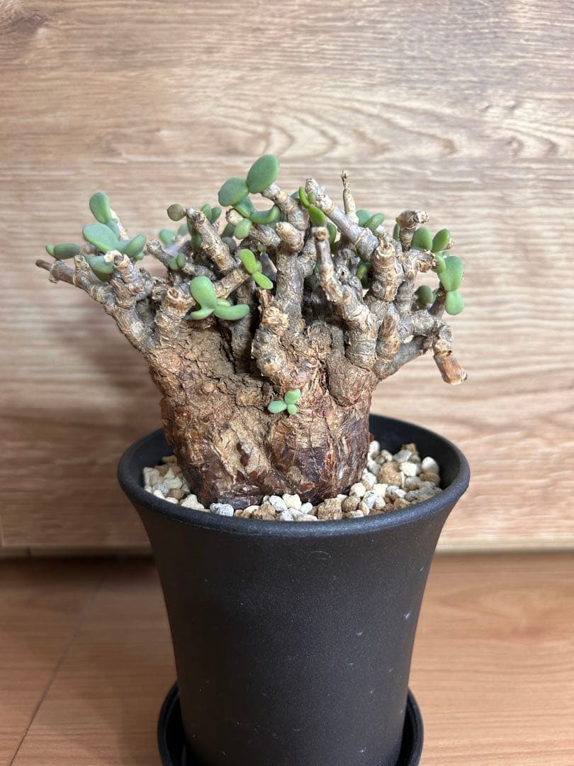 ケラリア・ピグマエア（現地株、発根済み）