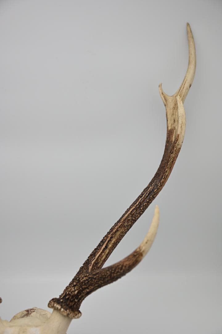 置物 壁掛け 刀置き 頭骨付き 上歯付き 鹿の角 2024年産
