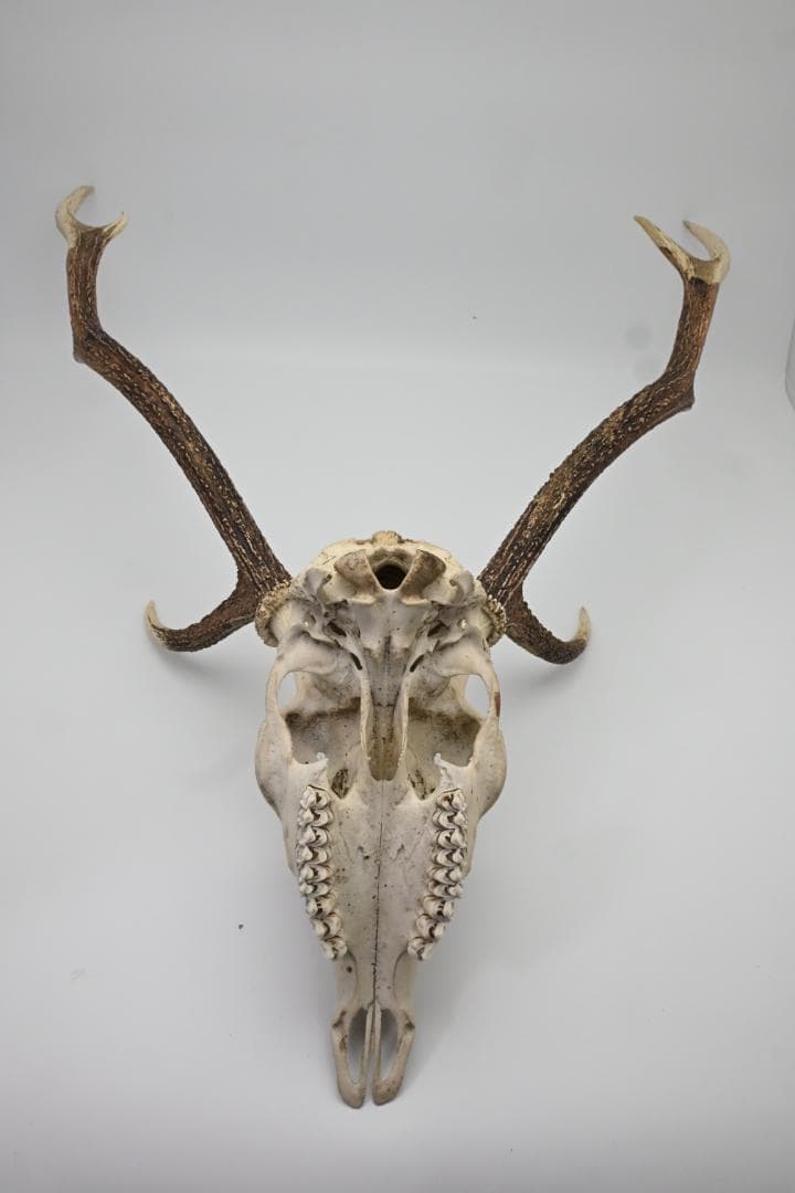 置物 壁掛け 刀置き 頭骨付き 上歯付き 鹿の角 2024年産