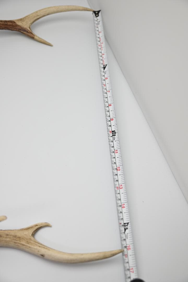 置物 壁掛け 刀置き 頭骨付き 上歯付き 鹿の角 2024年産