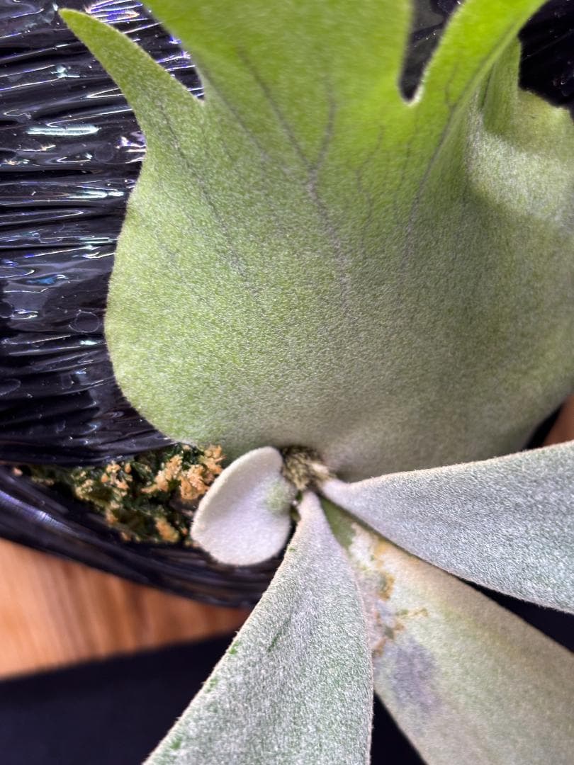 P. willinckii Bogie 波奇 子株 板付け OC ビカクシダ